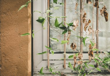 a window with rusty bars and a climbing plant in the summer