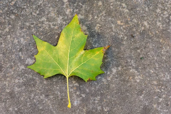 Single Green Maple Leaf View Street — Fotografia de Stock
