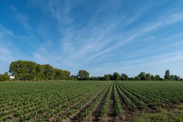 Green Planted Field Summer Clouds Sky — 图库照片