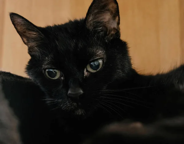 Красивая Черная Кошка Крупным Планом — стоковое фото