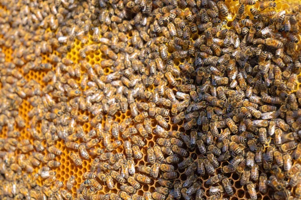 Bees Honeycomb Summer Selective Focus — Foto Stock