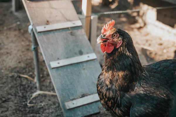 a rooster in the sunshine on a farm