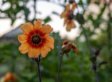 a single dahlia flower in summer in a garden