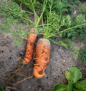 two carrots on a ground in summer in the garden