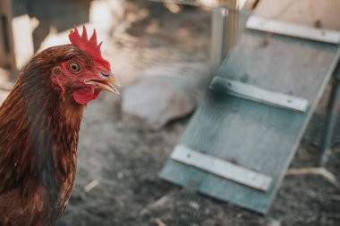 a rooster in the sunshine on a farm