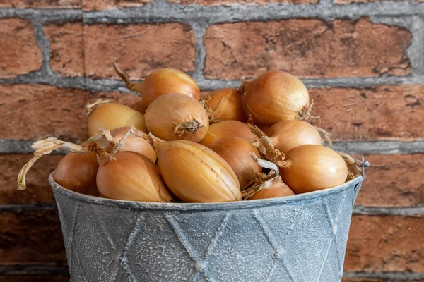 Small Bucket Full Fresh Onions — Zdjęcie stockowe