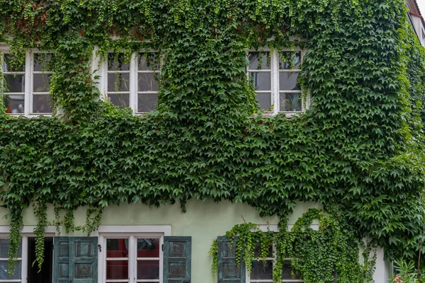 windows of a house covered with green ivy in the summer