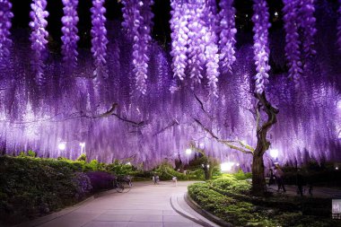 a illustration wisteria lightup in japan