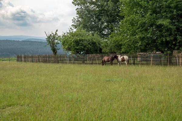 Dois Cavalos Pasto Verão — Fotografia de Stock