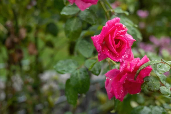 Roze Rozen Met Waterdruppels Een Tuin — Stockfoto