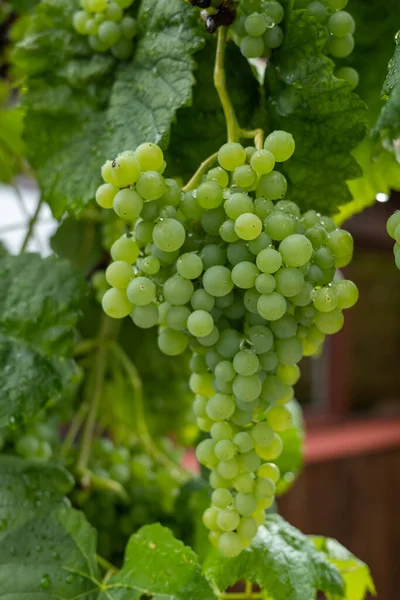 Green Fresh Grapes Bush — Stock Photo, Image