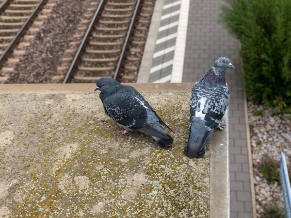 两只鸽子在铁路轨道上的屋顶上 — 图库照片