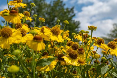 Bahçedeki sarı helenyum sonbahar çiçekleri