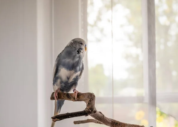 Niebieski Budgerigar Gałęzi Przed Oknem — Zdjęcie stockowe