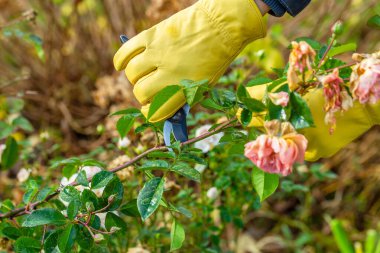 Sonbaharda budanmış gül çalıları. Bahçe işleri. Bahçıvanın elindeki budama..