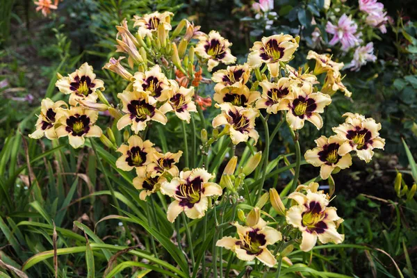 Gündüzleri çiçek açıyor. Hemerocallis Vahşi Atlar yaz bahçesinde