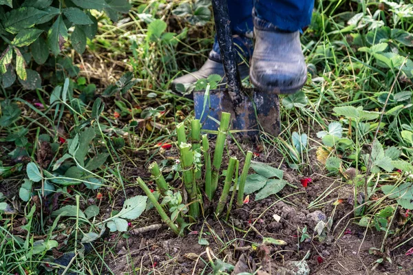 Stock image dahlia tubers just lifted for overwintering