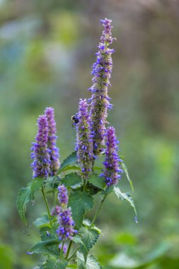 Bir yaban arısı bahçedeki naneli Agastache Rugosa çiçeğinin üzerine oturur.