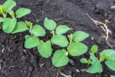 Baharda tarlada taze yeşil soya bitkileri. Sıralar dolusu taze soya fasulyesi. 