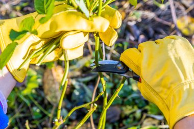 Sonbaharda budanmış gül çalıları. Bahçıvanın elindeki budama..