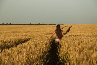 Altın buğday tarlasında uzun saçlı bir kız