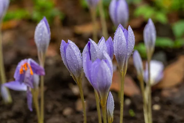 Close-up van saffraanbloemen in regendruppels — Stockfoto