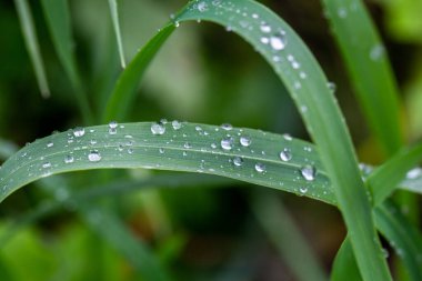 Yağmur mevsimi, yaprağın üzerine su damlaları, saflık arka planı, makro çekim.