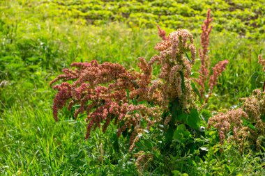 Rumex tarlanın yanındaki çayırda. At atı.