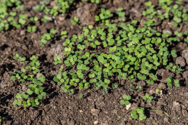 Organik gübre için yetişen hardal filizleri yeşil gübre...