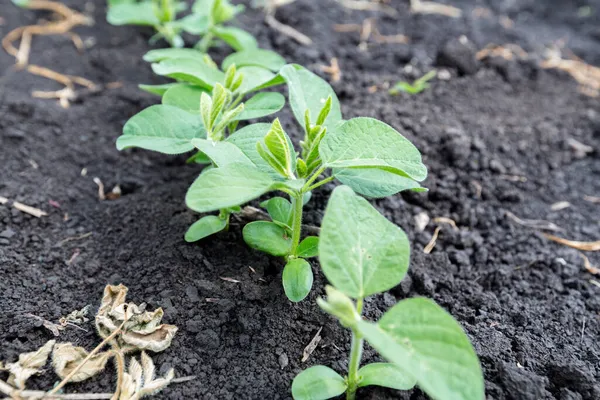 Baharda tarlada taze yeşil soya bitkileri. Sıralar dolusu taze soya fasulyesi. 