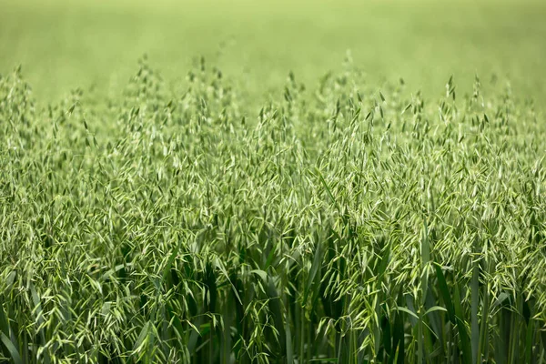 Green ears of oats on the field — Stock Photo, Image