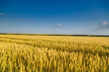 Güneşin altındaki bir tarlada buğday ekmek