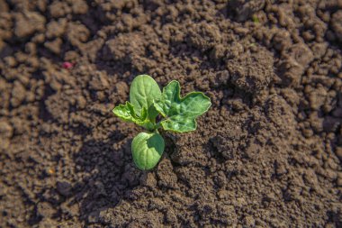 Sebze yatağında büyüyen taze karpuz fideleri.