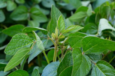 Soya fasulyesi tarlasında çiçekli genç soya fasulyesi bitkileri.