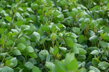 Soya fasulyesi tarlasında çiçekli genç soya fasulyesi bitkileri.