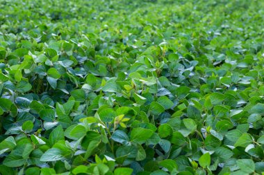 Soya fasulyesi tarlasında çiçekli genç soya fasulyesi bitkileri.