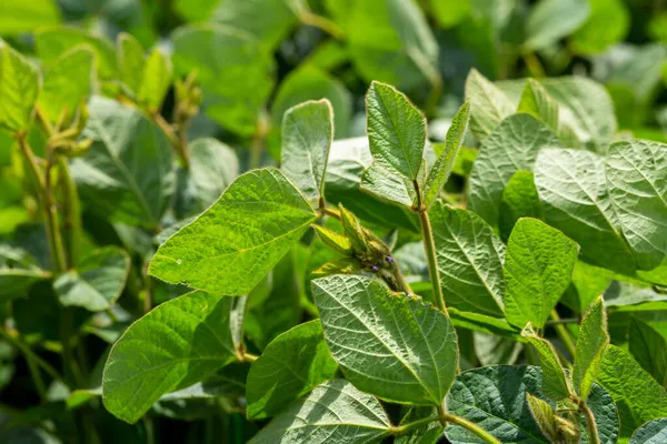 大豆种植田上开花的大豆幼株 图库图片