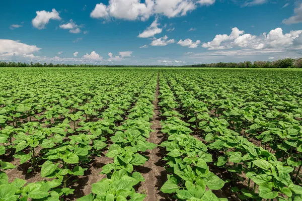 Fileiras de girassóis jovens, verdes e poderosos, limpos de doenças, ervas daninhas e insetos, contra o céu — Fotografia de Stock