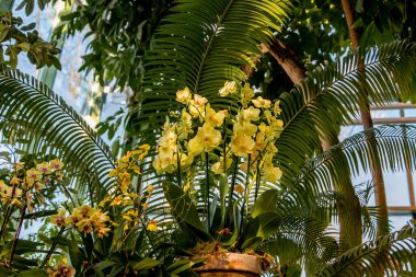 Çeşitli orkidelerin bahar çiçekleri. Pembe sarı mor orkideler. Güzel çiçek arkaplanı