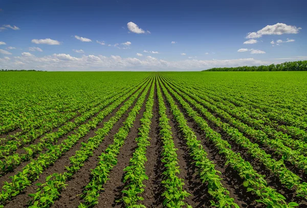 Soybean field ripening at spring season, agricultural landscape