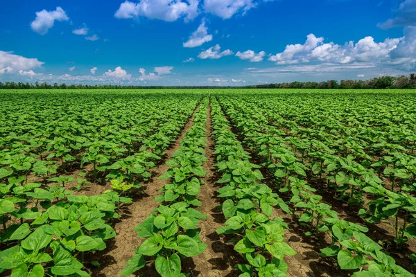 Fileiras de girassóis jovens, verdes e poderosos, limpos de doenças, ervas daninhas e insetos, contra o céu — Fotografia de Stock