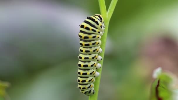 Grande lagarta verde Pieris brassicae — Vídeo de Stock