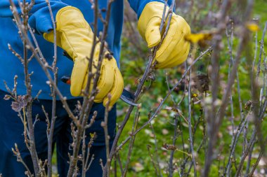 Sonbaharda üzümlü çalı budamak. Bahçe işleri. Bahçıvanın elindeki budama..