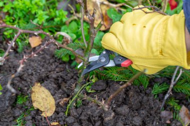 Sonbaharda budanmış gül çalıları. Bahçe işleri. Bahçıvanın elindeki budama..
