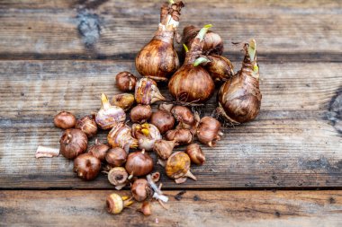 Kırkayak ve nergis soğanları sonbahar ekimi için hazır.