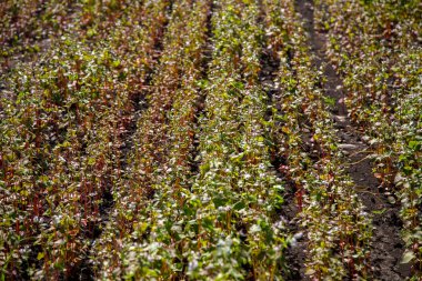 Tarlada karabuğday çiçek açar. Beyaz çiçekler. Kara bulutlu gökyüzü.