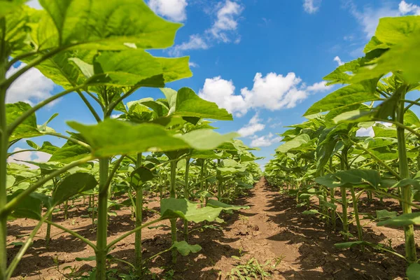 Rows of young, green, powerful sunflowers, clean from diseases, weeds, and insects, against the sky — Stock Photo, Image