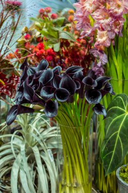 Siyah zambaklar vazoda duruyor.