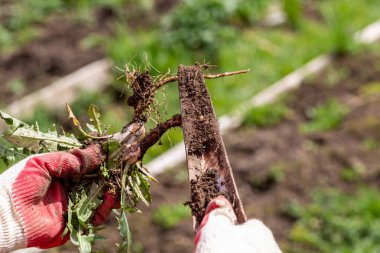 Ot köklü bir bahçıvanın elleri.