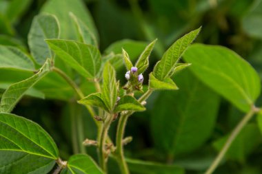 Soya fasulyesi tarlasında çiçekli genç soya fasulyesi bitkileri.